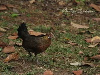Hoendervogels [Galliformes]
